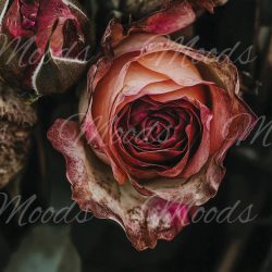 W067 Washcloth/Jammerlappie 30x30cm R30