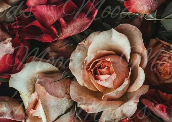 SL072 Tray Cloth Panel 48x34cm R56