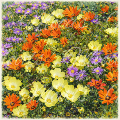 B392 Lens Cloth (Brillappie) 14x14cm